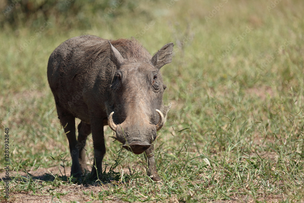 Warzenschwein / Warthog / Phacochoerus africanus.. Warzenschwein / Warthog / Phacochoerus africanus..