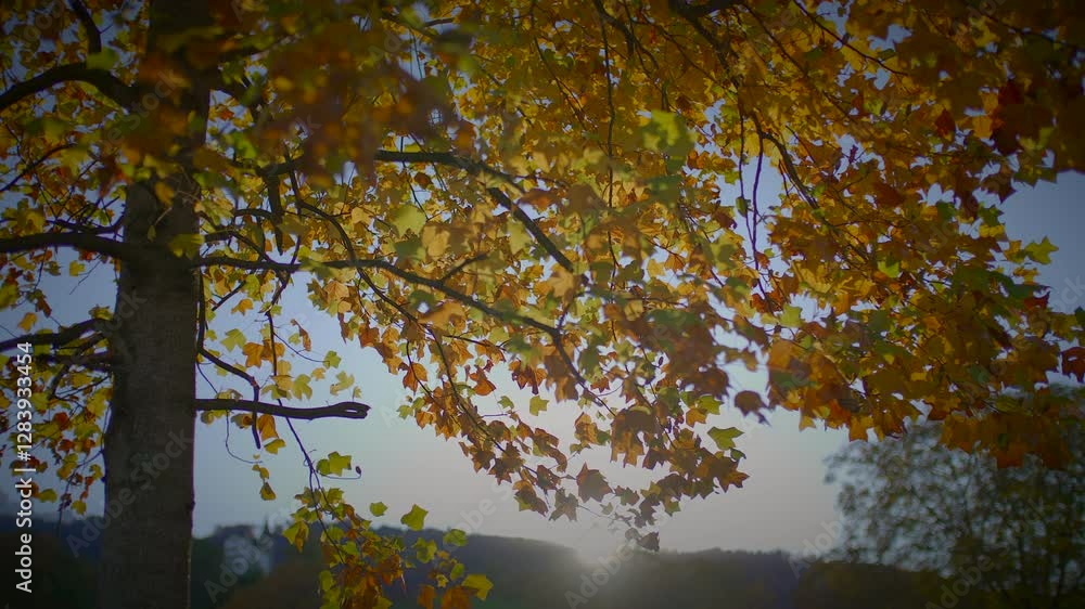 A tree bursts with color amidst the brilliance of the autumn sun A tree bursts with color amidst the brilliance of the autumn sun