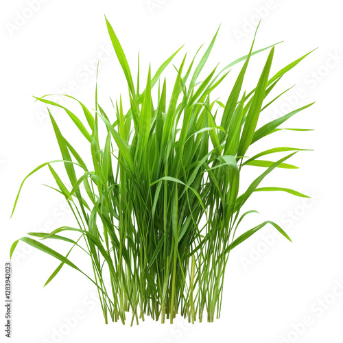 Vibrant grass clusters nature scene png format with transparent background lush green environment close-up view for
