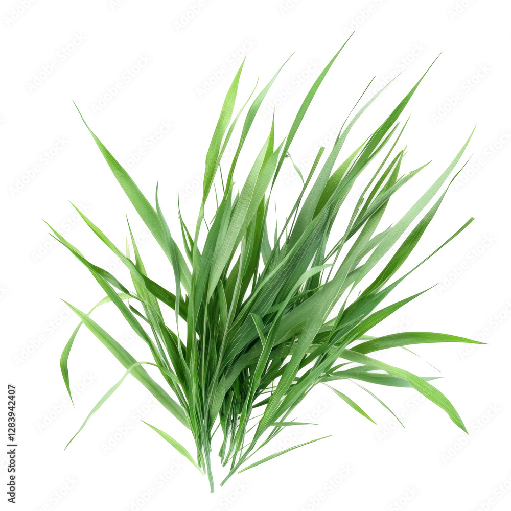Fototapeta premium Lush green grass png with transparency background nature scene white for graphic design projects