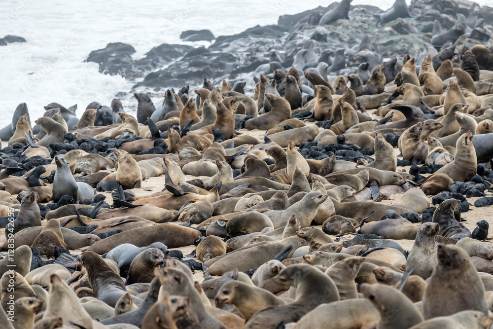 crowd of Seals on sand beach at large colony, Cape Cross, Namibia