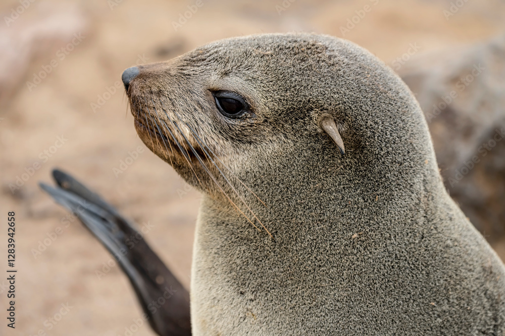 head of Seal at large colony, Cape Cross, Namibia