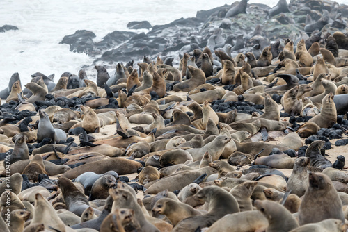 Obraz na płótnie crowd of Seals on sand beach at large colony, Cape Cross, Namibia w salonie