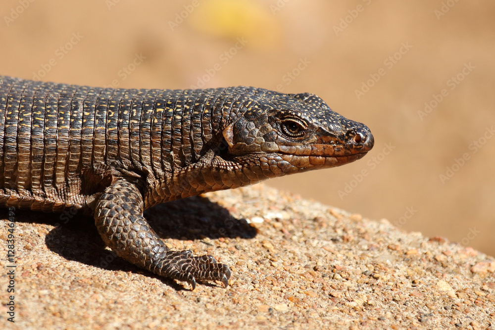 Fototapeta premium Felsen-Schildechse / Giant plated lizard / Matobosaurus validus