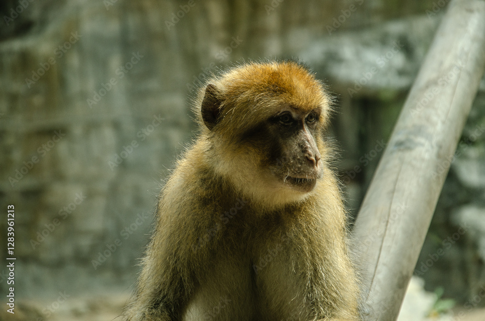 Obraz premium Wildlife in the zoo 