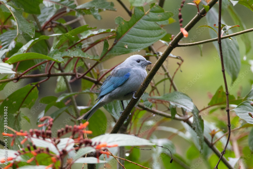 Obraz premium Blue bird tree