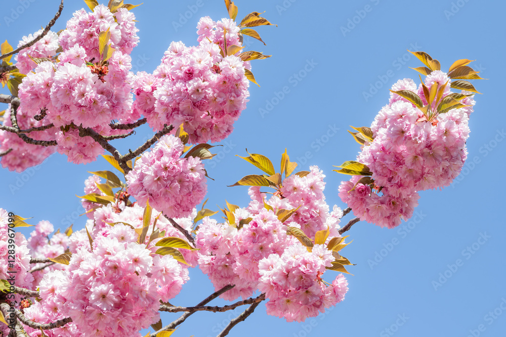 Pink cherry blossom in spring