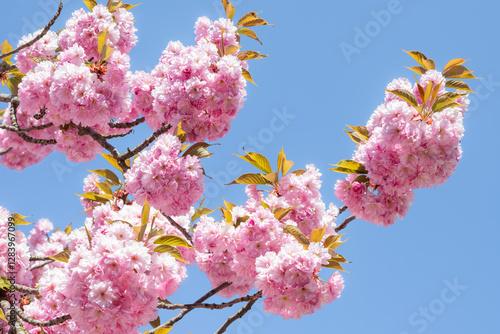 Obraz na płótnie Pink cherry blossom in spring w salonie