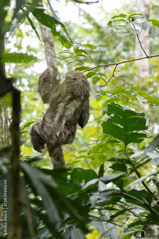 Fototapeta premium Sloth in tree on his back