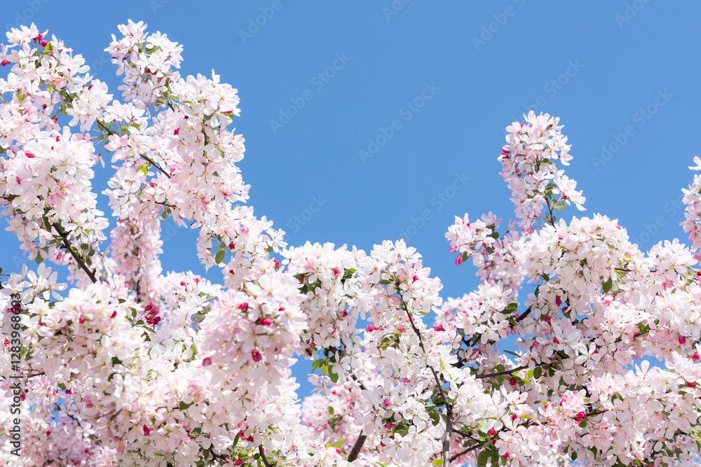 Cherry blossom in spring as background