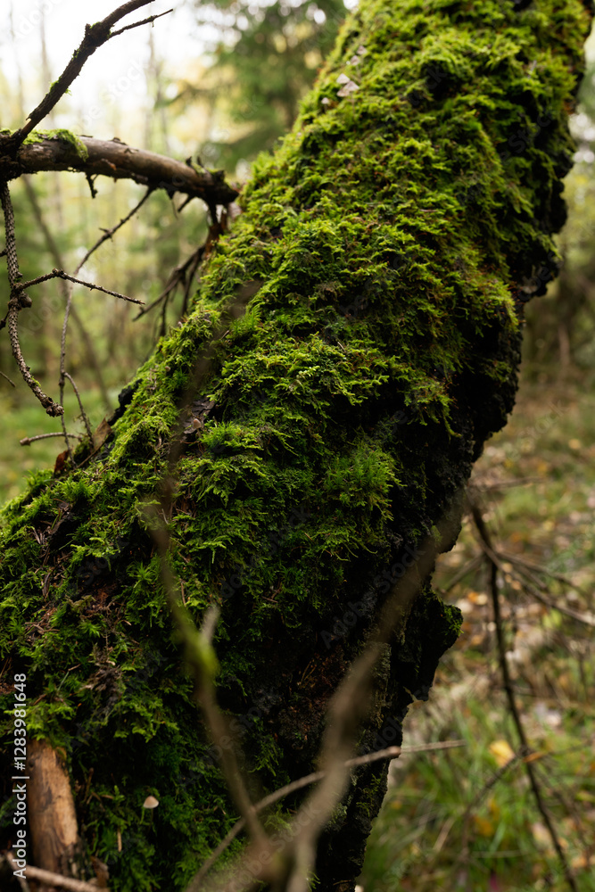 Fototapeta premium moss on tree