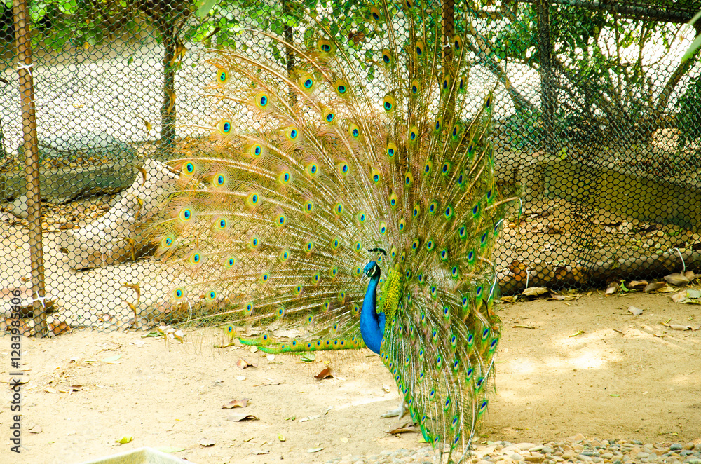 Obraz premium peacock in the zoo