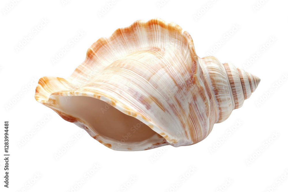 Seashell with a Transparent, Spiraling, and Curved Shape Seashell with a Transparent, Spiraling, and Curved Shape