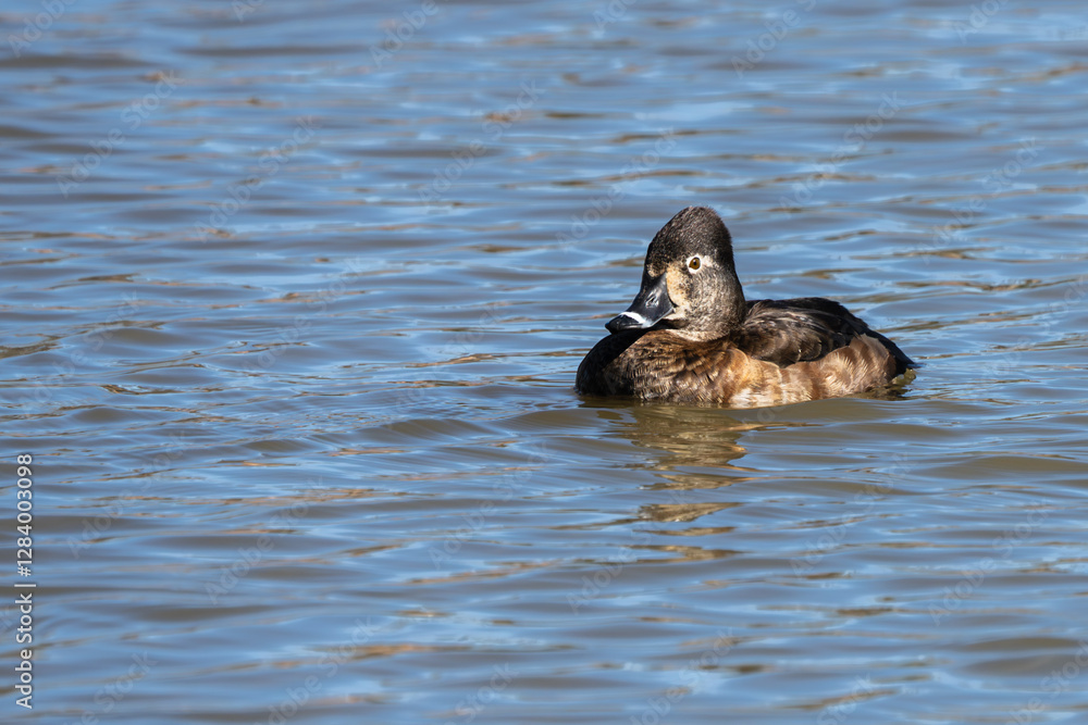 Ring-necked duck floating on a pond Ring-necked duck floating on a pond