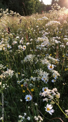 Vertical video of fresh and natural field of daisies and other wild flowers in summer in June on a windy day in Latvia