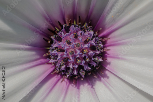 Makroaufnahme einer violetten-weissen Blüte mit detailreicher Blütenmitte, Kapkörbchen, auch Kapmargeriten oder Paternosterstrauch (Osteospermum)