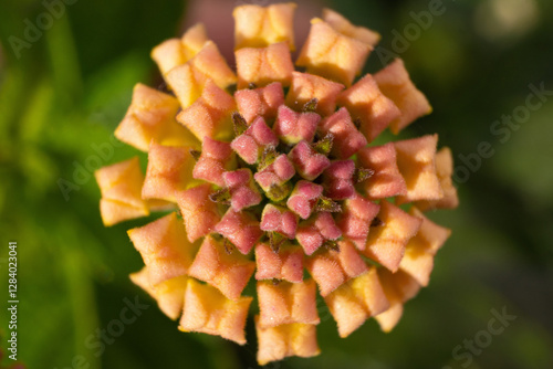 Makroaufnahme einer gelben Wandelröschen-Blüte (Lantana camara) mit detailreicher Blütenmitte