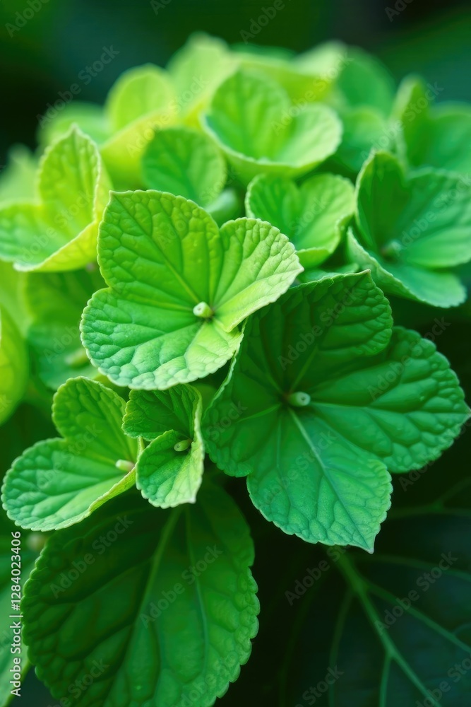 macro shot of green hydrangea leaves with veins and ridges, ridges, texture, veins macro shot of green hydrangea leaves with veins and ridges, ridges, texture, veins