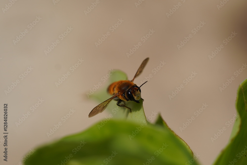 Front view of a honey bee with its wings stretched resting on a leaf Front view of a honey bee with its wings stretched resting on a leaf