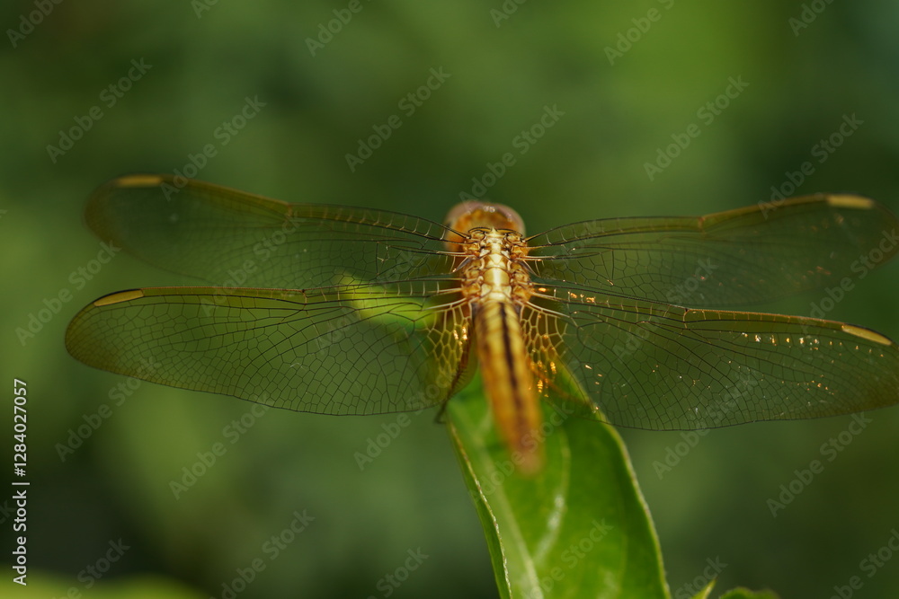 Still of a dragonfly sitting on a leaf with it's wings open and shining with sunlight Still of a dragonfly sitting on a leaf with it's wings open and shining with sunlight