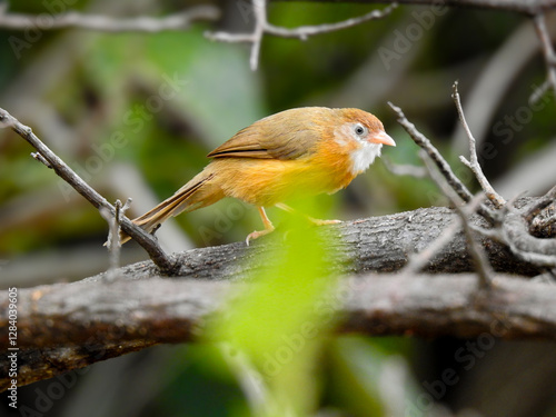 Photography A close-up of a small orange-brown bird, the tawny-bellied babbler, perched on a light grey-brown branch against a blurred green background