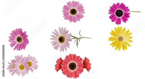 Floral Assortment on Transparent Background Perfect for Graphic Design Projects. Collection of Flowers in Bloom with Vibrant Colors and Detailed Petals for various creative projects