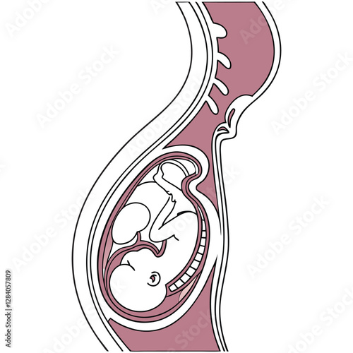 Pregnancy, anatomy science, illustration art, vector design