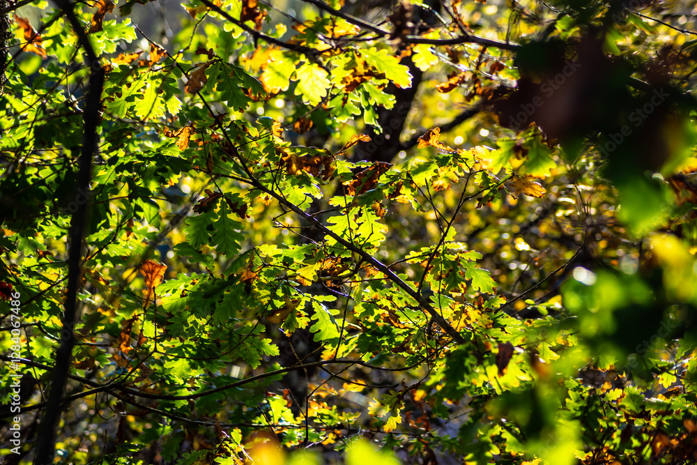 Hojas de roble iluminadas por el sol en otoño Hojas de roble iluminadas por el sol en otoño