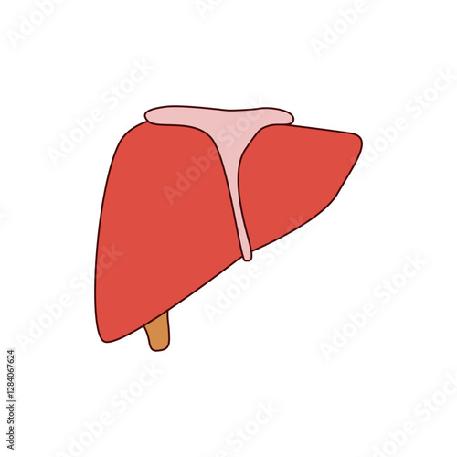 hepar illustration