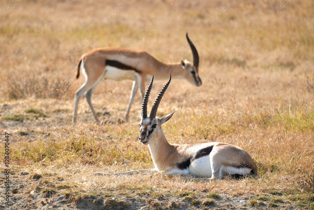 Fototapeta premium Thomson-Gazelle Springbock im Ngorongoro-Krater (Tansania)