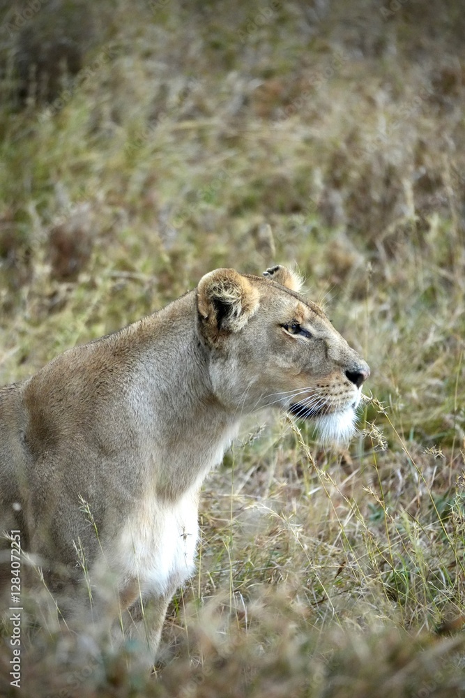 Löwin auf der Pirsch im Profil im Serengeti-Nationalpark (Tansania)