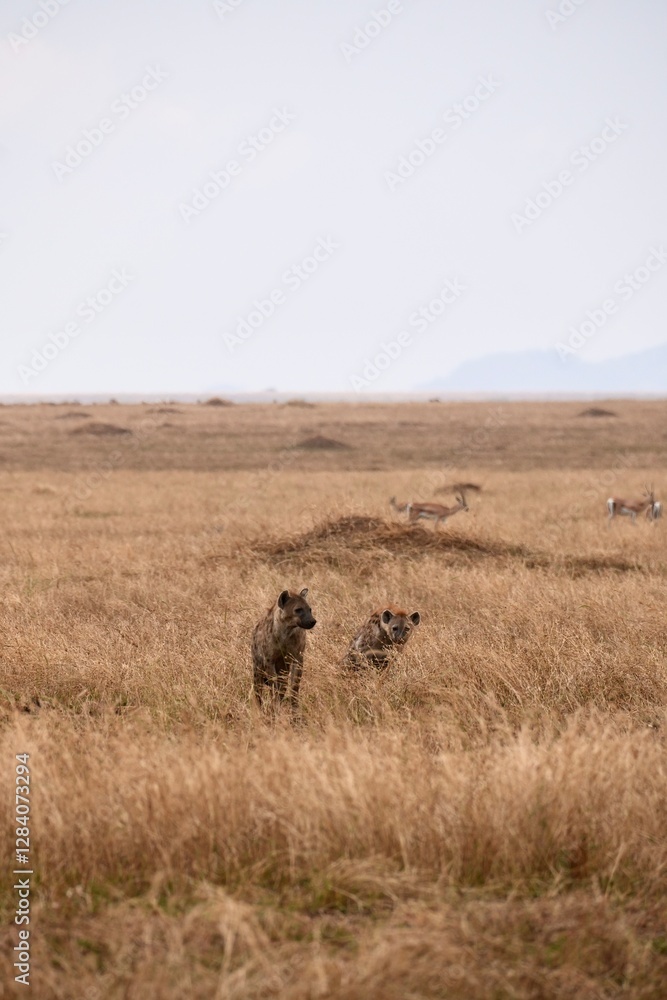 Hyänen im Serengeti-Nationalpark (Tansania) Hyänen im Serengeti-Nationalpark (Tansania)