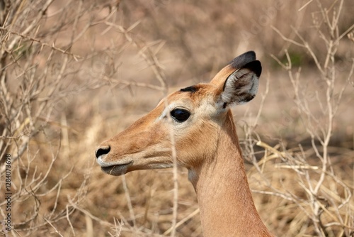 Impala im Serengeti-Nationalpark (Tansania) photo