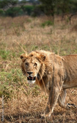 Wallpaper Mural Junger männlicher Löwe im Serengeti-Nationalpark (Tansania) Torontodigital.ca
