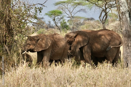 Elefanten im Serengeti-Nationalpark (Tansania) photo