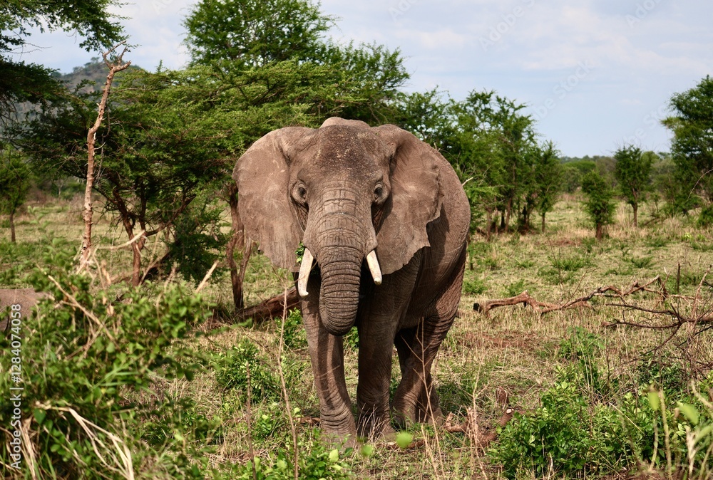 Obraz premium Elefanten im Serengeti-Nationalpark (Tansania)