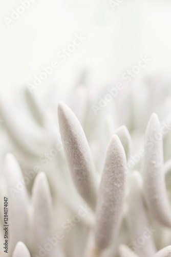 Soft, fuzzy succulent leaves in a delicate close-up macro shot