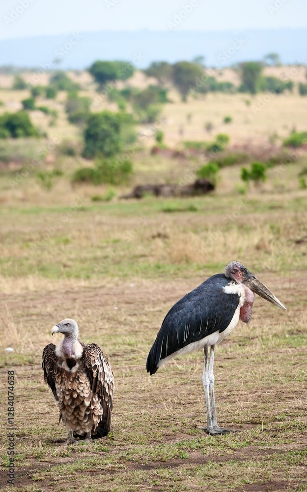 Marabus und Geier warten am Mara-Fluss im Serengeti-Nationalpark, dass ein Krokodil ein Gnu reist (Tansania) Marabus und Geier warten am Mara-Fluss im Serengeti-Nationalpark, dass ein Krokodil ein Gnu reist (Tansania)
