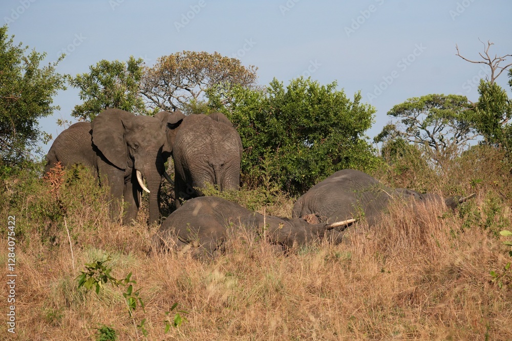 Fototapeta premium Schlafende Elefanten im Serengeti-Nationalpark (Tansania)