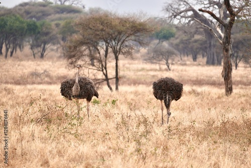 Straußen im Tarangire-Nationalpark (Tansania) photo