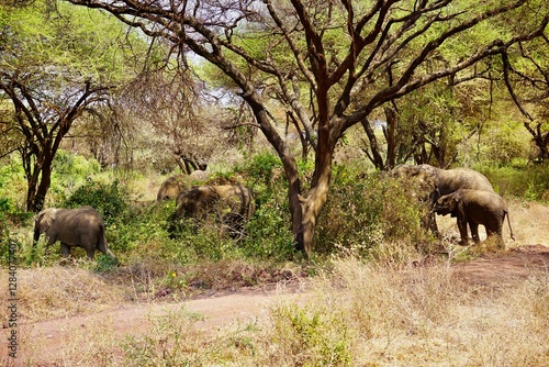 Elefanten im Lake Manyara Nationalpark (Tansania)
 photo