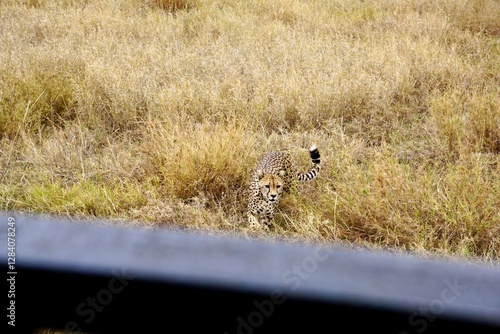 Schwangere Gepardin auf der Suche nach Beute im Serengeti-Nationalpark (Tansania) photo