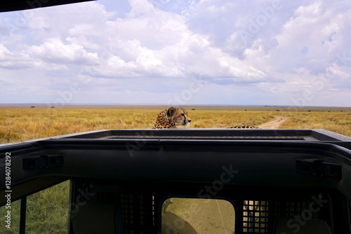 Schwangere Gepardin auf einem Safari-Auto im Serengeti-Nationalpark (Tansania) photo