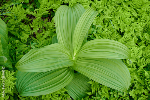 Green flash hellebore (Veratrum viride) growing in central Alaska