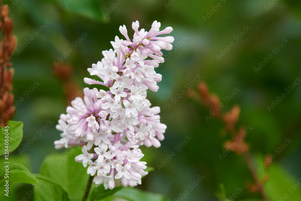 Lilac (Syringa) growing in central Alaska in mid-summer Lilac (Syringa) growing in central Alaska in mid-summer