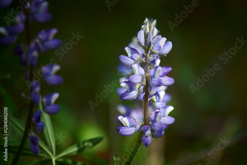 Arctic lupine (lupinus arcticus)