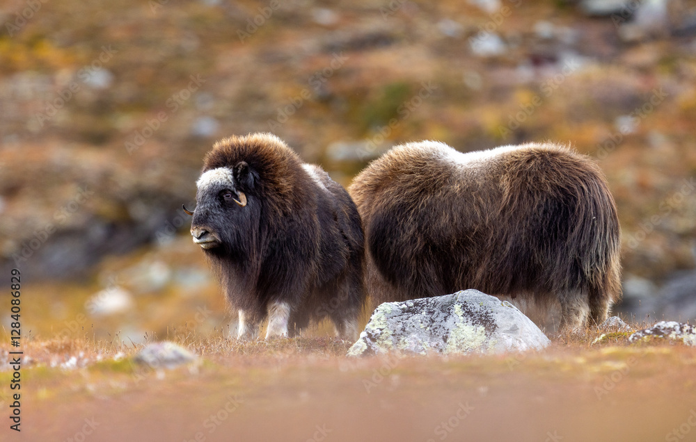 Musk animals at Dovrefjell Norway in autumn. Musk animals at Dovrefjell Norway in autumn.
