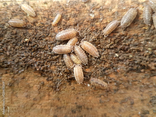 woodlouse on soil