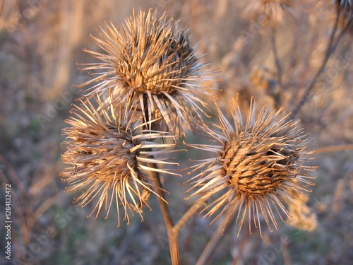dry thistle flower