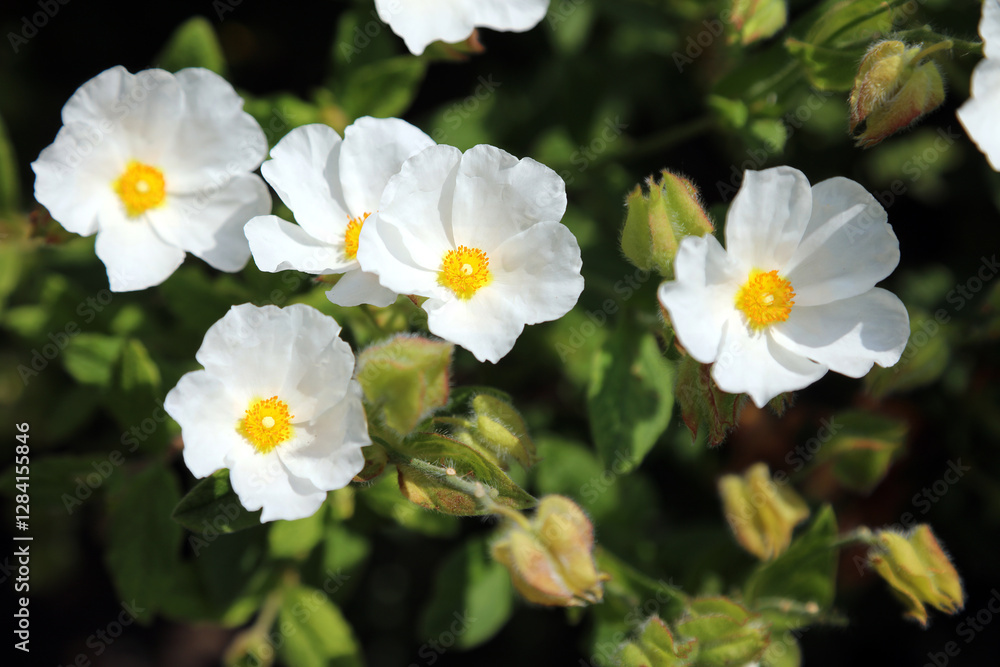 Closeup of sunlit Cistus blooms, Somerset, England
Closeup of sunlit Cistus blooms, Somerset, England